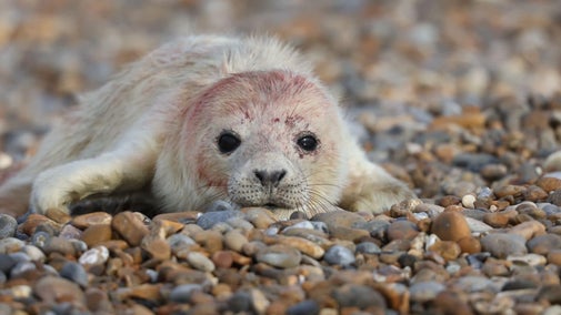 Seal pup with off-white, slightly bloodied fur and deep black eyes on a ground of beige, brown and grey pebbles.